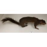 A taxidermy grey squirrel 50cm long