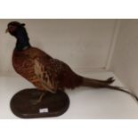 A taxidermy pheasant 40cm high on wooden plinth