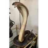 A Leonardo Collection composite model of a King Cobra