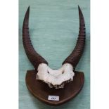 A pair of mounted antelope horns