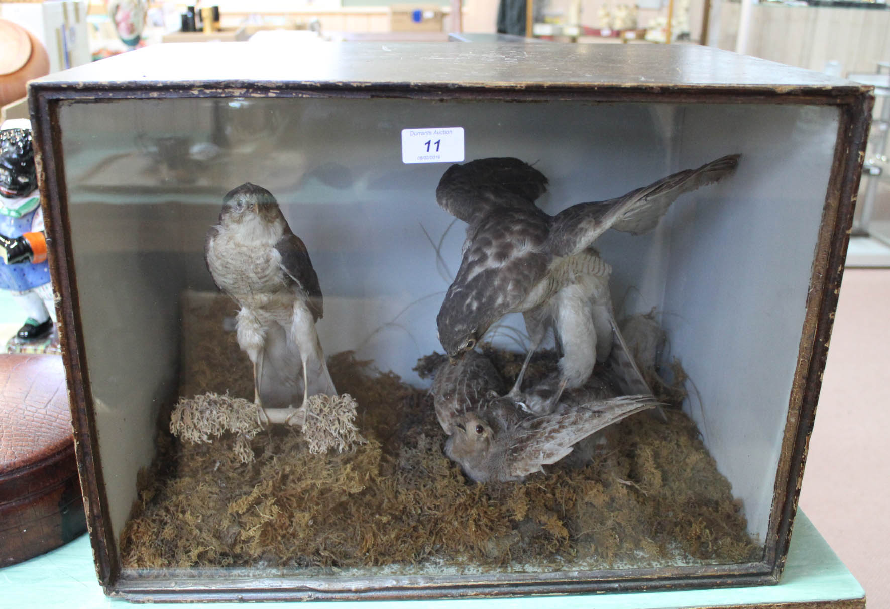 A pair of Victorian taxidermy kestrels, one with its prey,