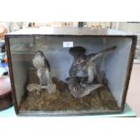 A pair of Victorian taxidermy kestrels, one with its prey,