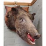 A taxidermy boars head and neck mounted onto a wooden shield