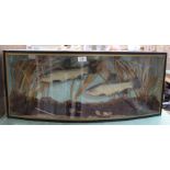 Two taxidermy fish presented within a naturalistic cased setting,