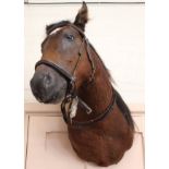 A taxidermy horses head and neck complete with harness and reigns