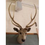 A taxidermy mounted deers head with antlers in place