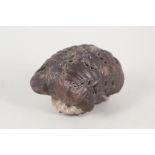 A fossilised dinosaur turd