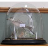 A taxidermy little tern mounted under a fine glass dome,
