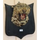 A taxidermy leopards head and neck mounted onto a wooden shield (as found)