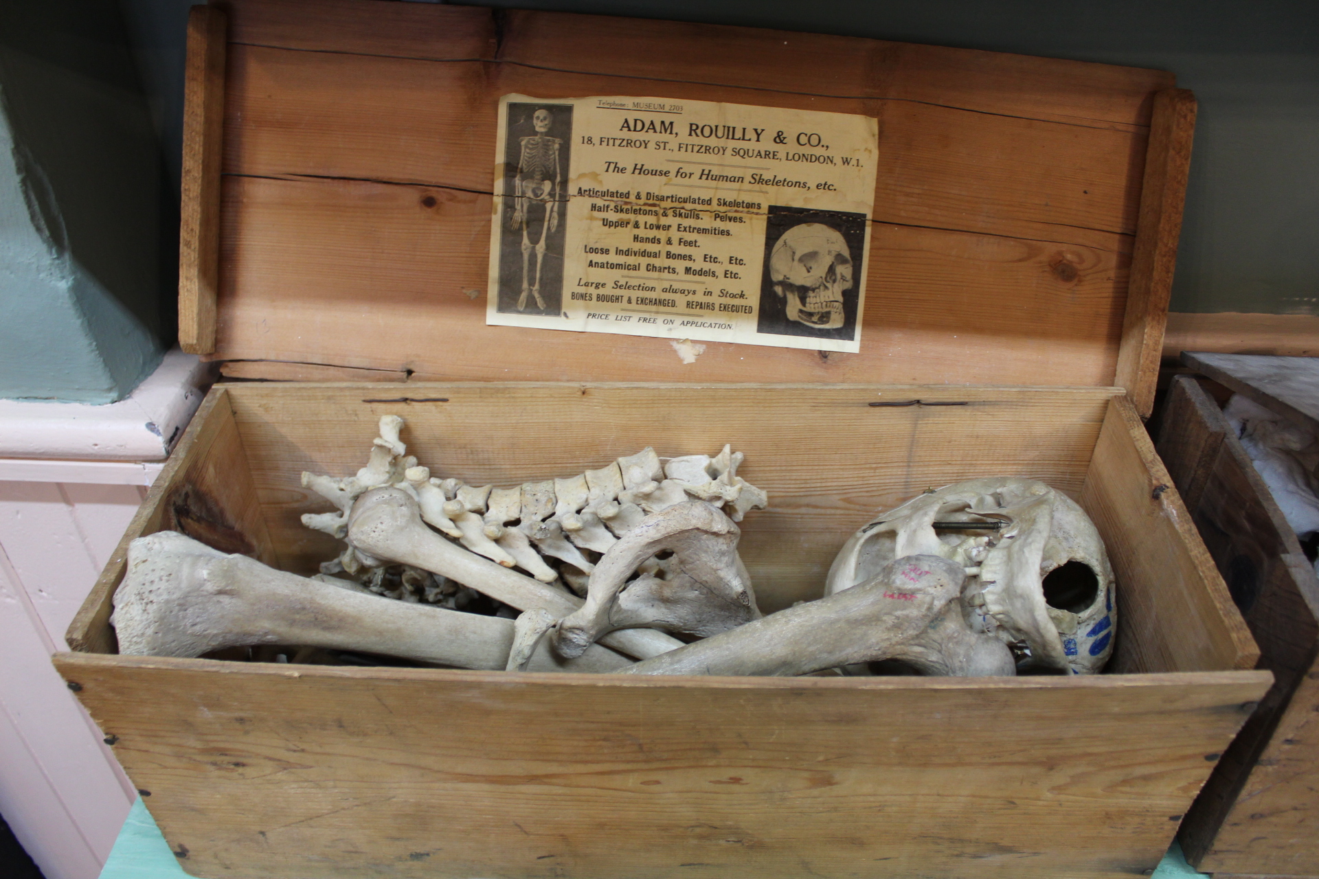 A part human skeleton including skull,