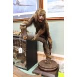 A taxidermy 'Brown Howler monkey' mounted climbing on a tree branch