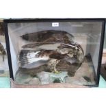 A cased taxidermy rough legged buzzard with a Mistle thrush, case bearing T.E.