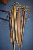 Quantity of Walking Sticks