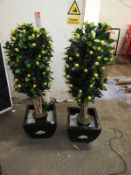 *Pair of Artificial Lemon Trees in Jim Beam Plante