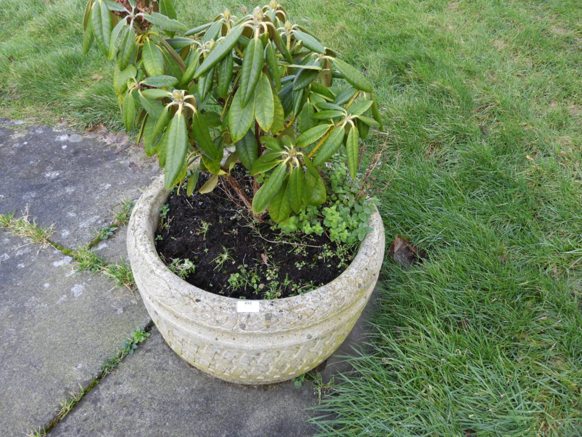 *Planted Concrete Planter