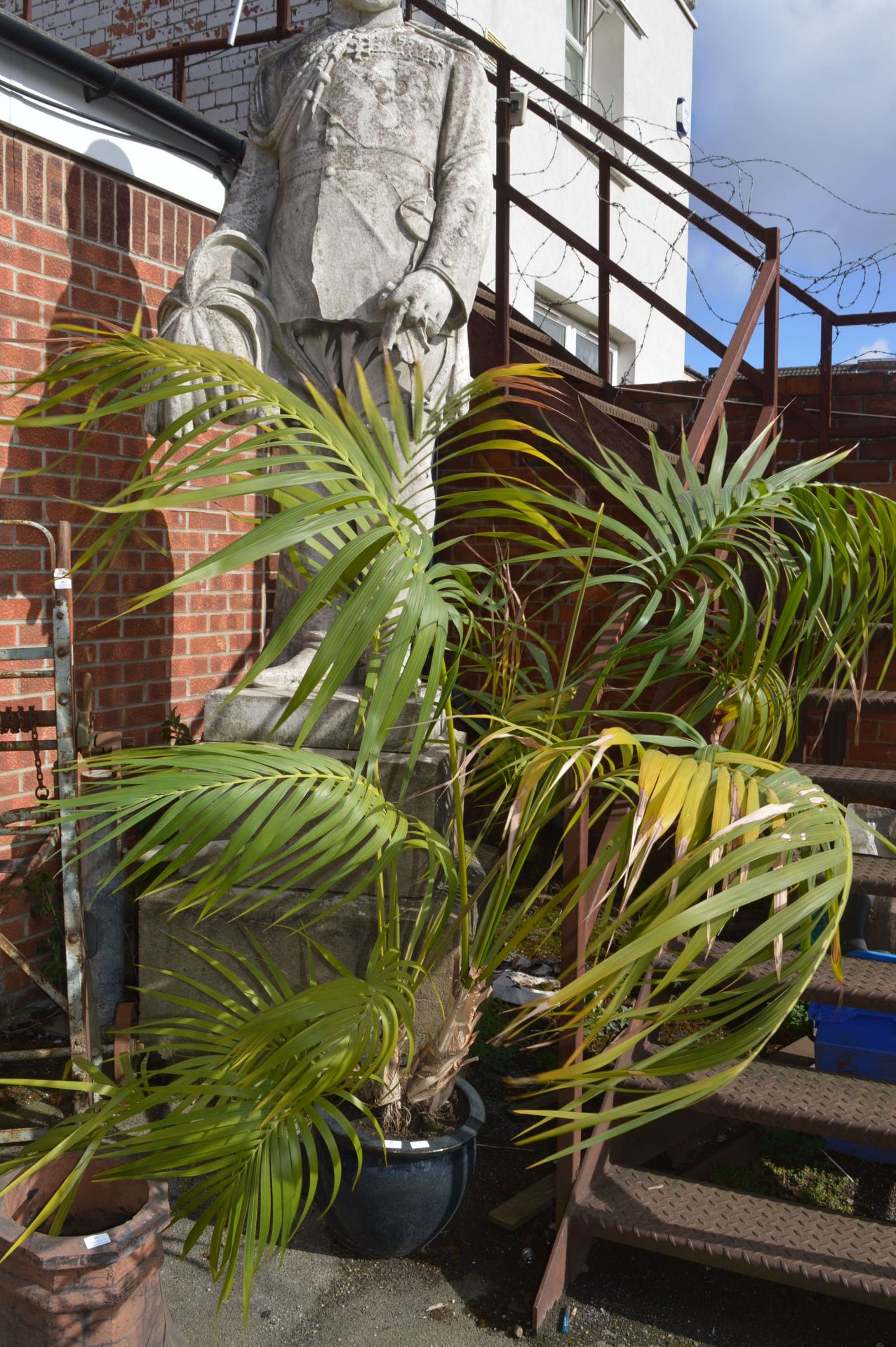 Planter Containing a Large Palm