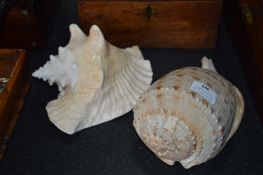 Pair of Large Shells