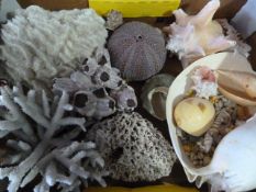 Box of Sea shells and Coral