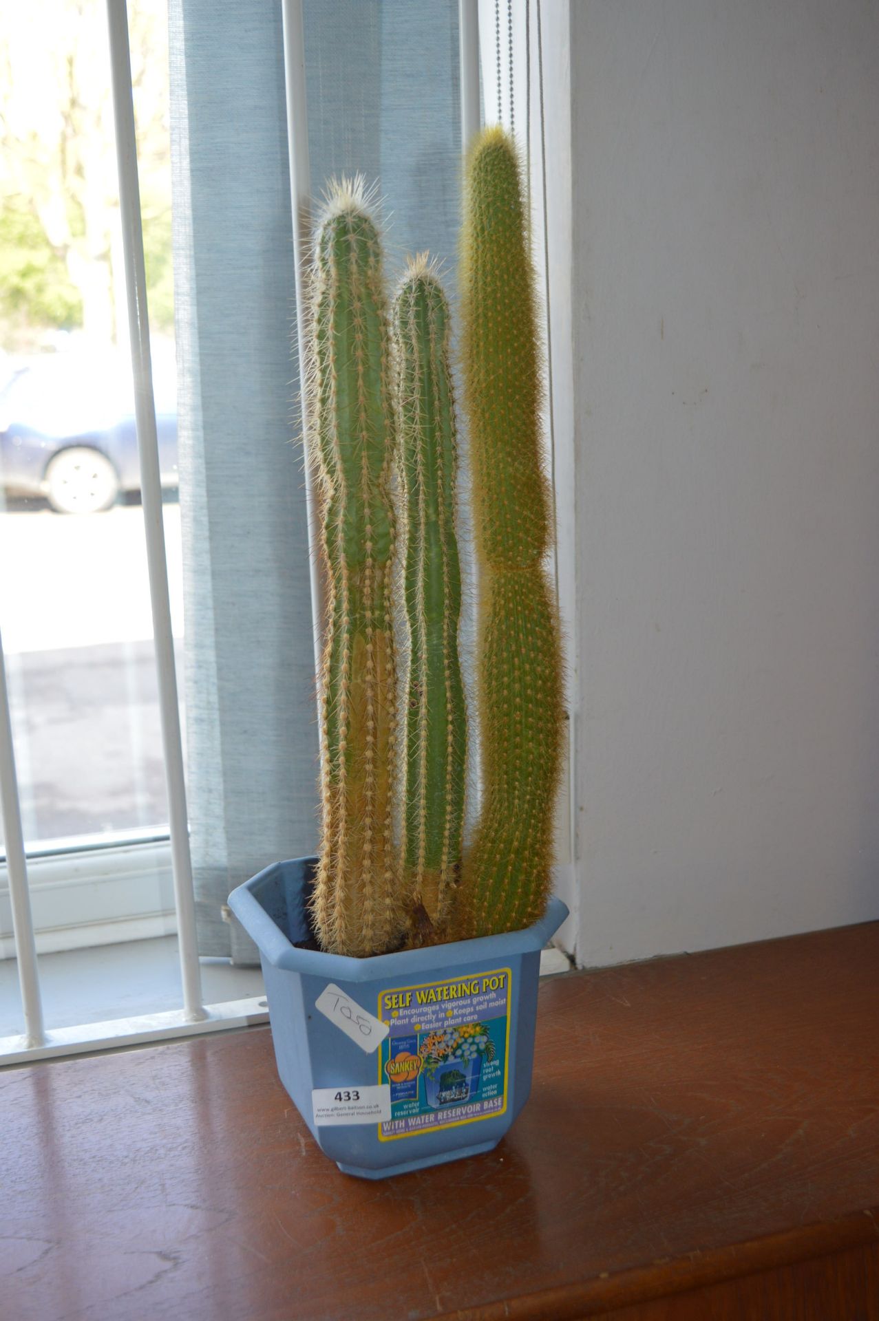 Cactus in Pot