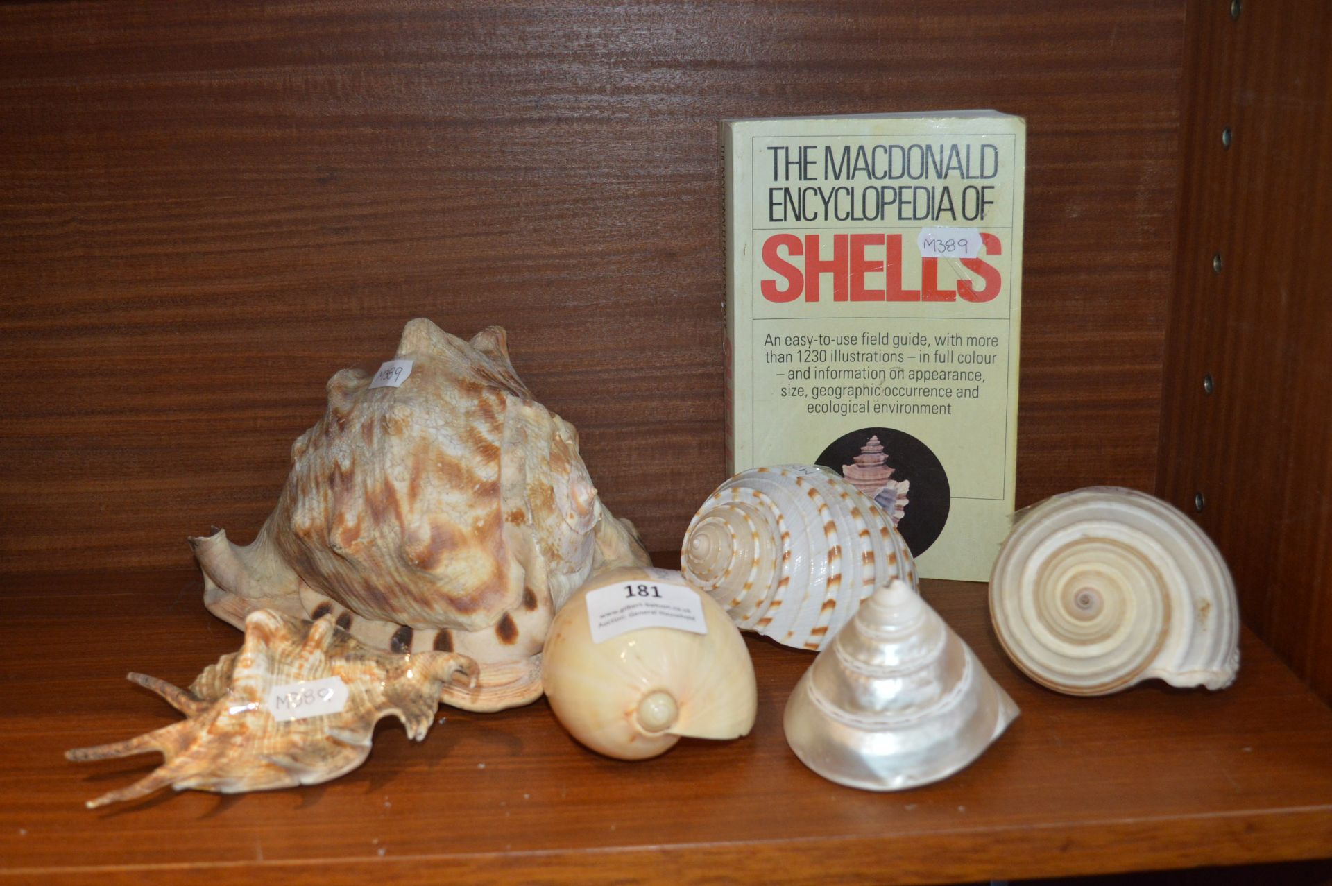 Collection of Shells