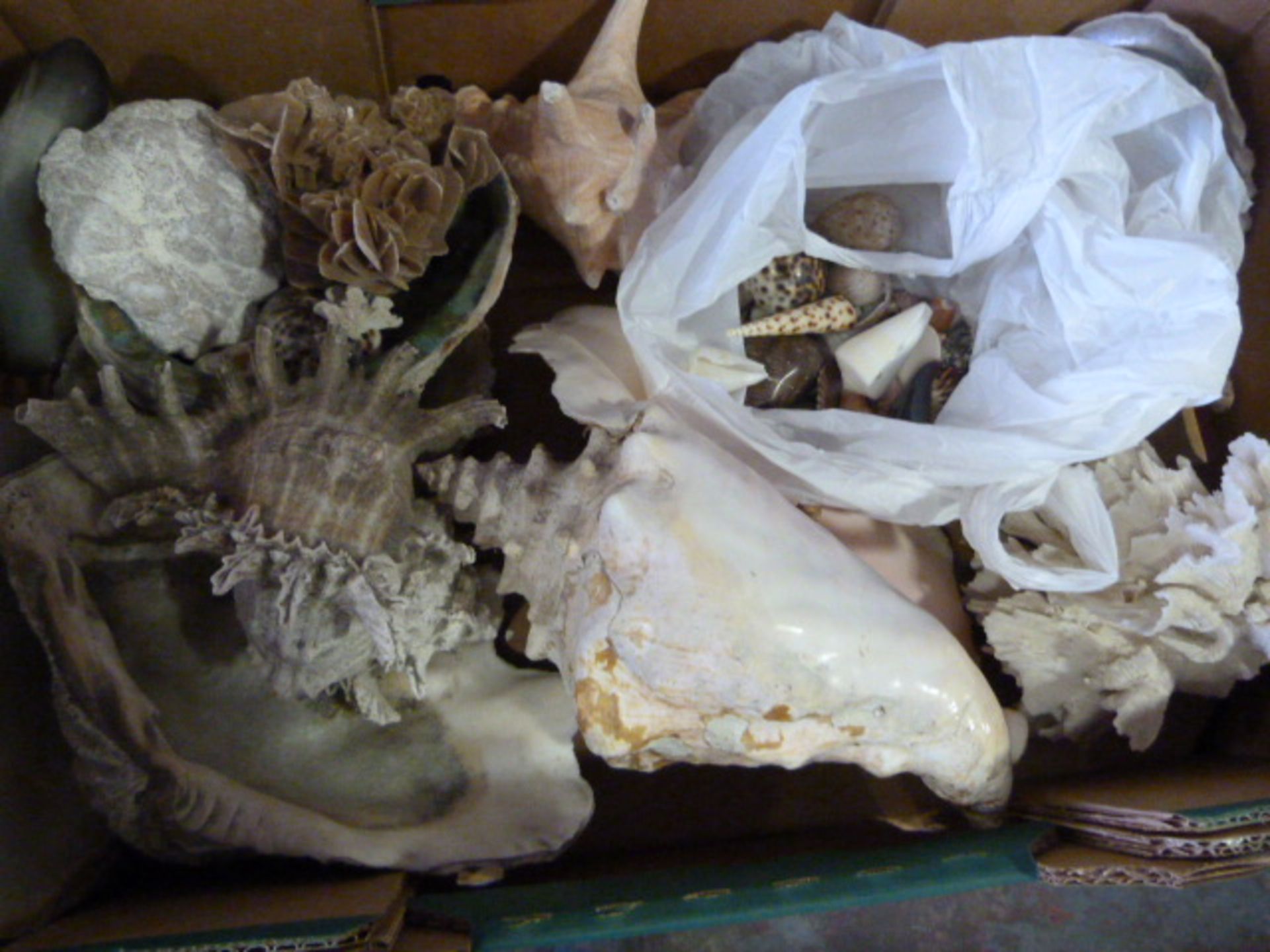 Box of Sea Shells & Coral