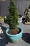 Conifer in Turquoise Pot