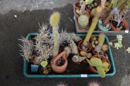 Tray Lot of Ten Assorted Small Cacti