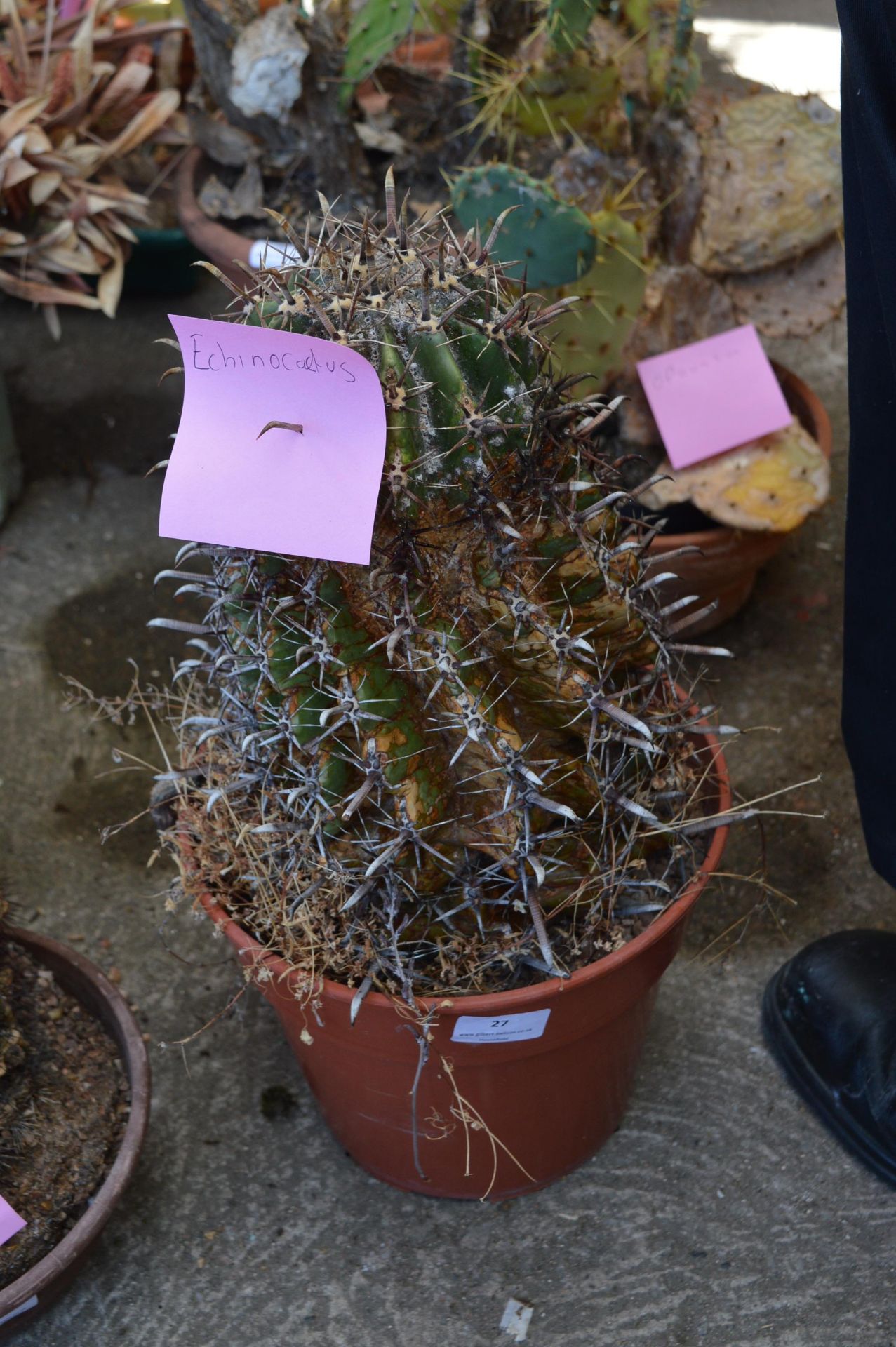 Echinocactus in Planter