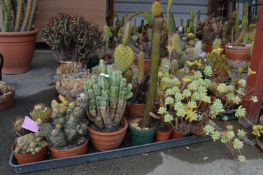 Tray Lot of Fifteen Assorted Cacti and Succulents