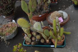 Tray Lot of Eight Cacti