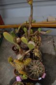 Twelve Assorted Cacti in Terracotta Pots