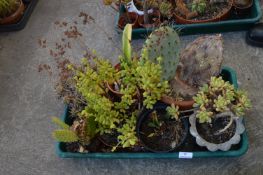 Tray Lot of Seven Cacti and Succulents