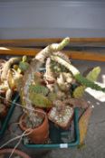 Tray Lot of Six Cacti