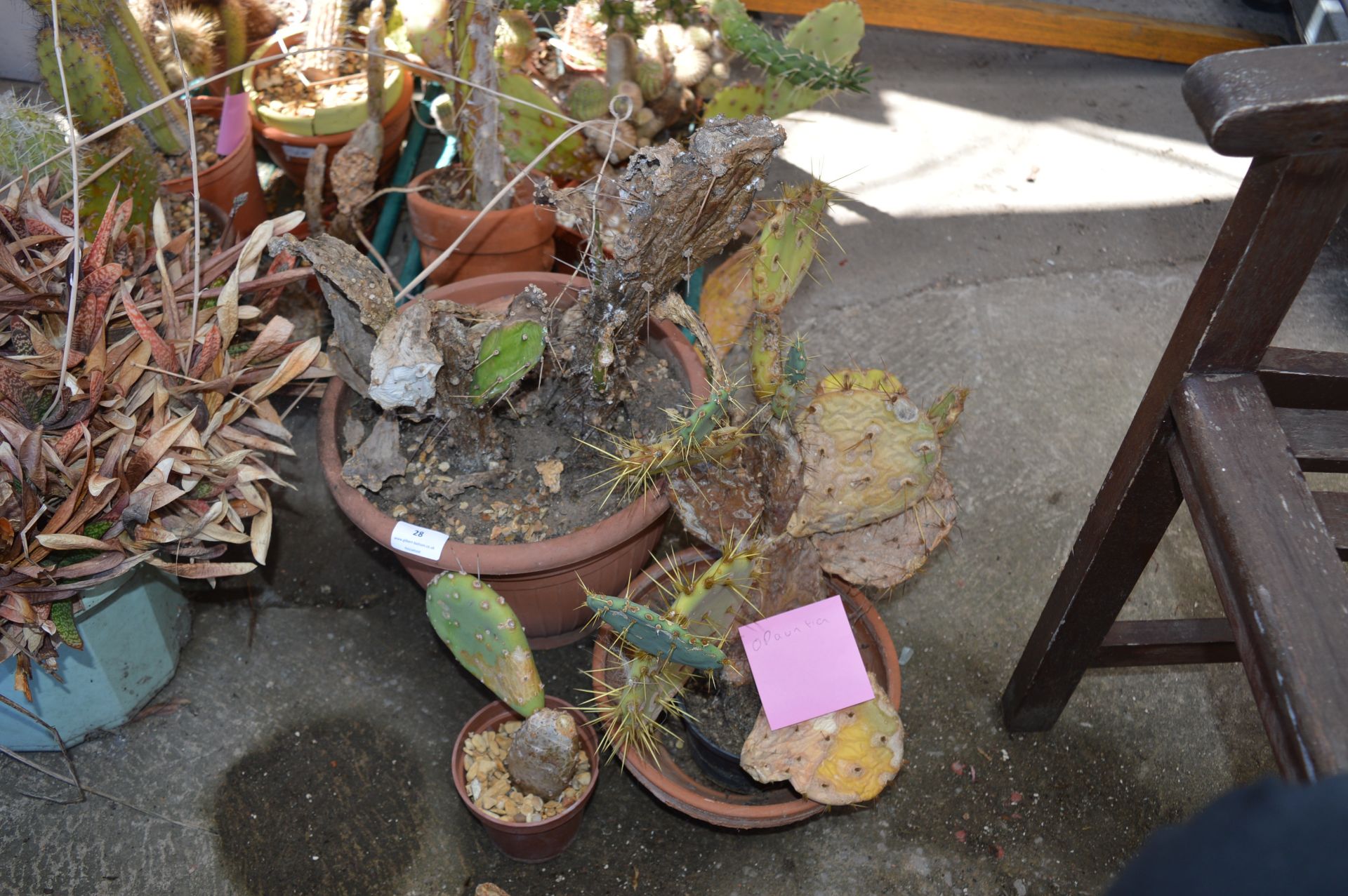 Three Assorted Cacti Including Opauntia