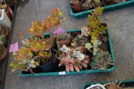 Ten Assorted Cacti Including Desert Garden and Ech