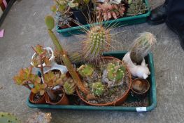 Collection of Six Cacti and Succulents