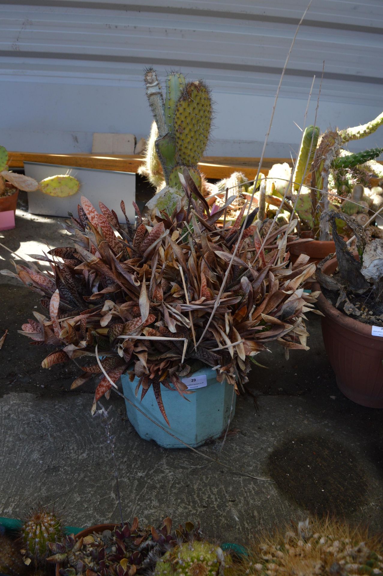 Large Aloe Vera