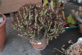 Large Cactus in Terracotta Pot