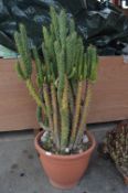 Large Cacti in Pot