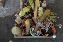 Tray Lot of Twelve Assorted Small Cacti