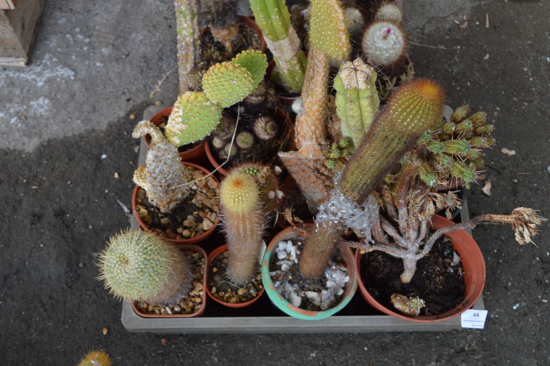 Tray Lot of Twelve Assorted Small Cacti