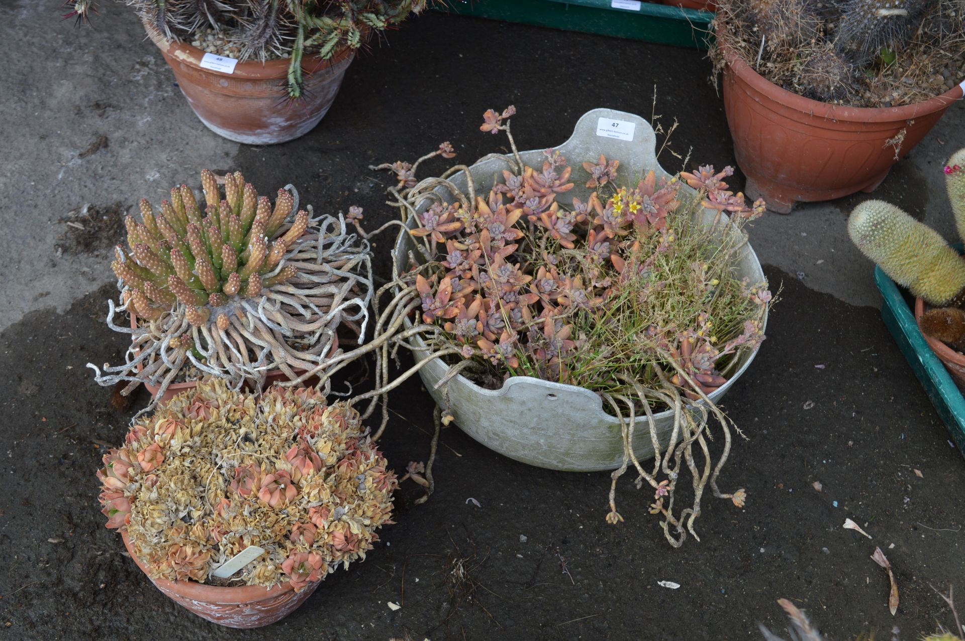 Three Assorted Cacti and Succulents in Pots Includ