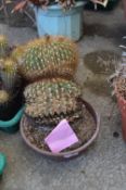Echinocactus in Planter