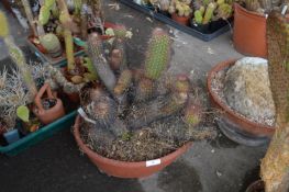 Large Trichocereus Husacha Cactus in Pot