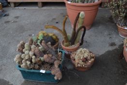 Four Assorted Cacti In Planters Including Mammilla