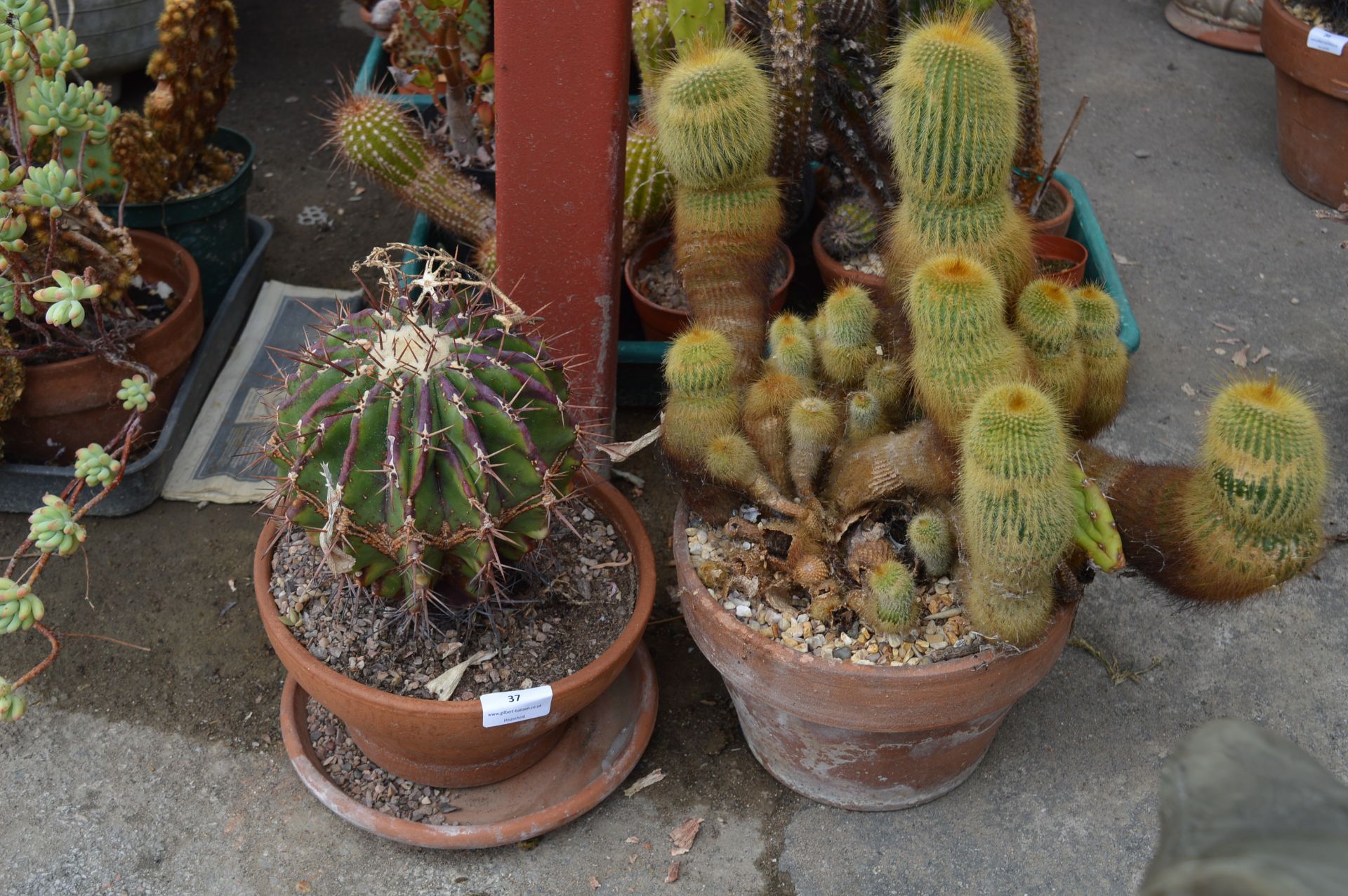 Two Large Cacti in Terracotta Pots