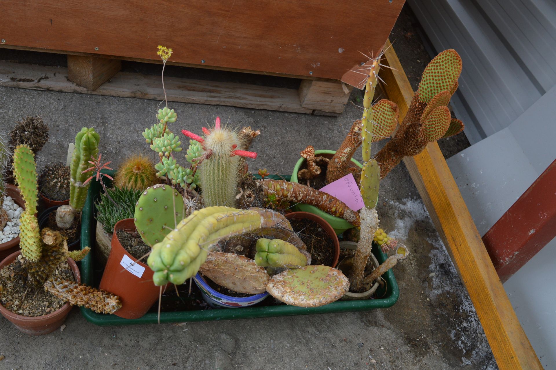 Tray Lot of Seven Assorted Cacti Including Opaunti