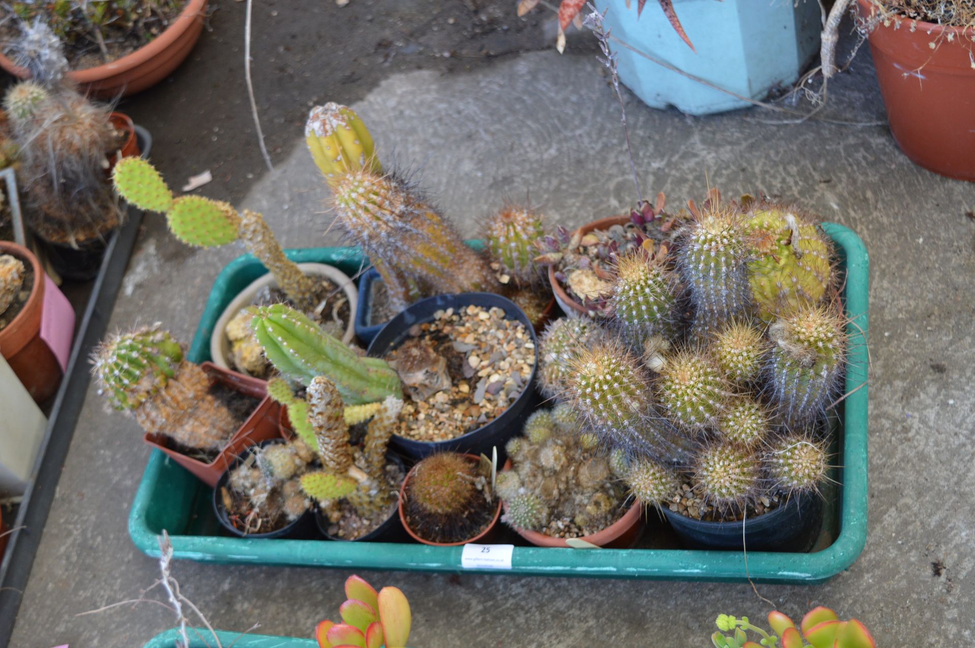 Tray Lot of Ten Small Cacti