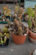 Trichocereus Vatter Cactus in Terracotta Pot