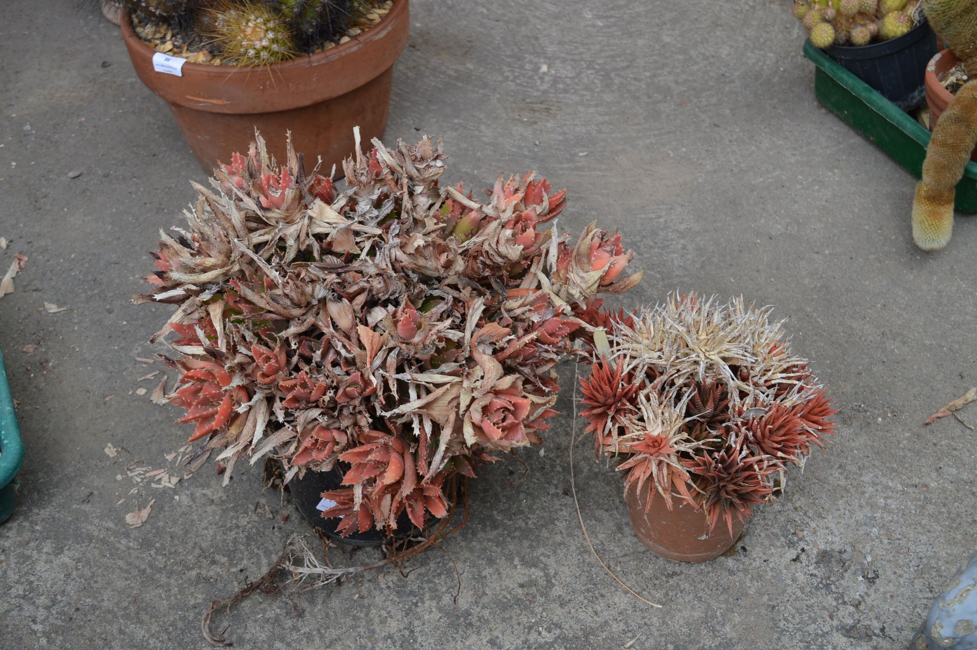 Two Succulents in Pots